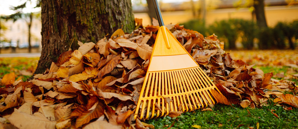 Pile of leaves with a rake by a tree