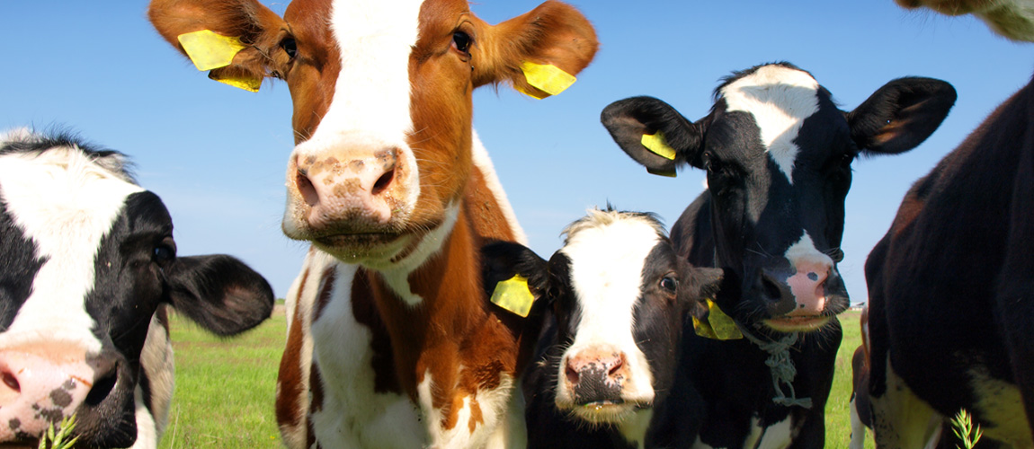 Cows in a field